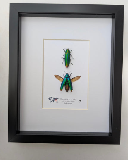 Framed aurora jewel beetle pair: ethically sourced entomology wall decor (8x10)