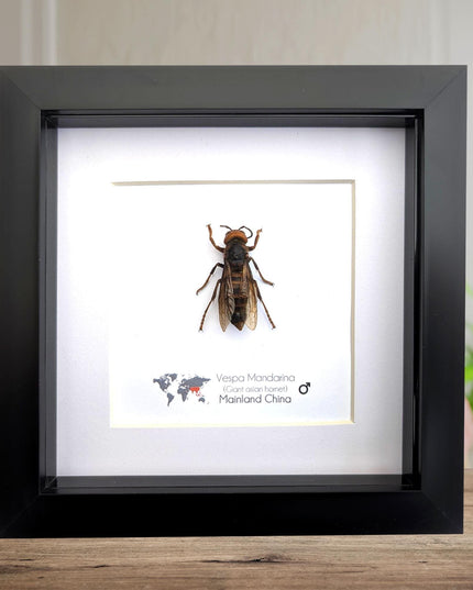 Framed asian giant hornet specimen: ethically sourced entomology wall decor