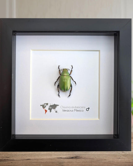 Framed Chrysina erubescens Beetle Specimen, Taxidermy Entomology Decor