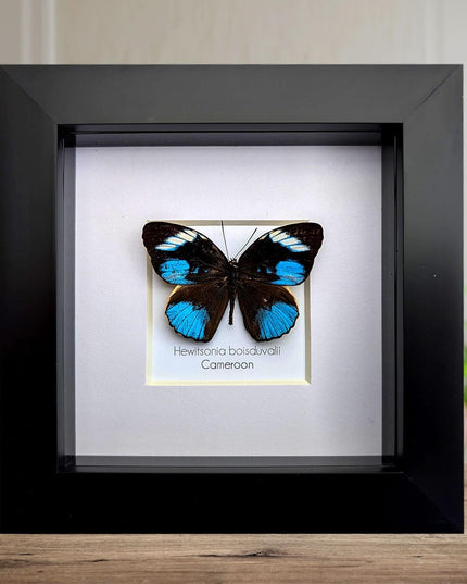 Framed african blue tiger butterfly - hewitsonia boisduvalii - entomology art