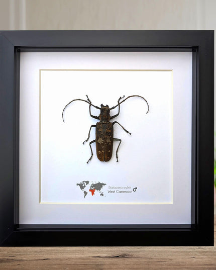Framed batocera wayliei longhorn beetle display: nature wall art