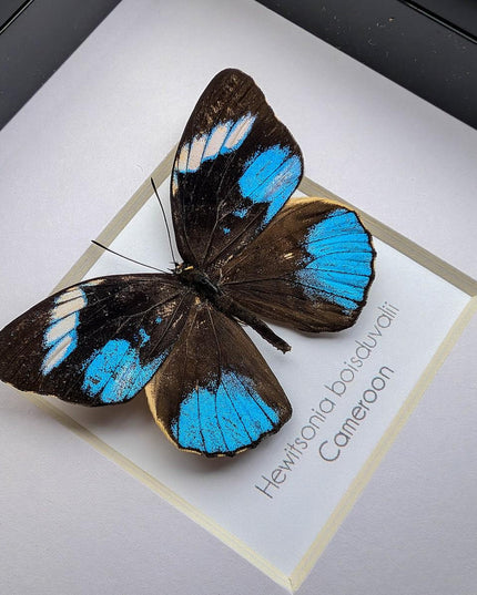 Framed african blue tiger butterfly - hewitsonia boisduvalii - entomology art