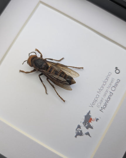 Framed asian giant hornet specimen: ethically sourced entomology wall decor