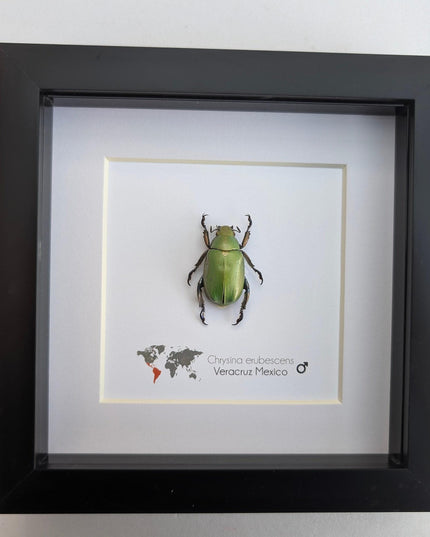 Framed Chrysina erubescens Beetle Specimen, Taxidermy Entomology Decor