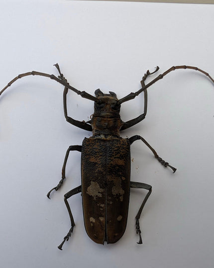 Framed batocera wayliei longhorn beetle display: nature wall art