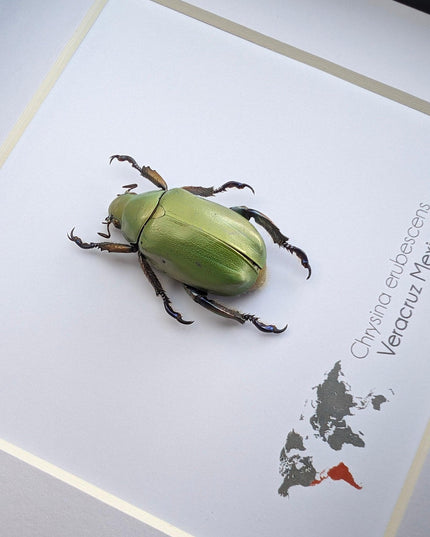 Framed Chrysina erubescens Beetle Specimen, Taxidermy Entomology Decor
