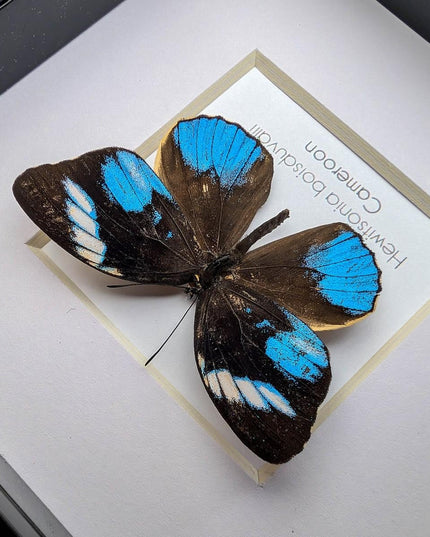 Framed african blue tiger butterfly - hewitsonia boisduvalii - entomology art