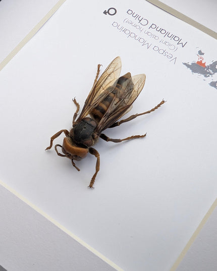 Framed asian giant hornet specimen: ethically sourced entomology wall decor