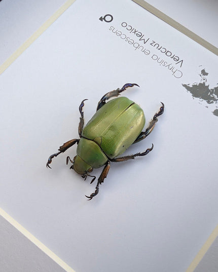 Framed Chrysina erubescens Beetle Specimen, Taxidermy Entomology Decor