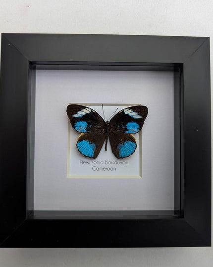 Framed african blue tiger butterfly - hewitsonia boisduvalii - entomology art