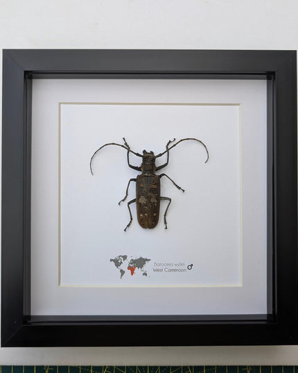 Framed batocera wayliei longhorn beetle display: nature wall art
