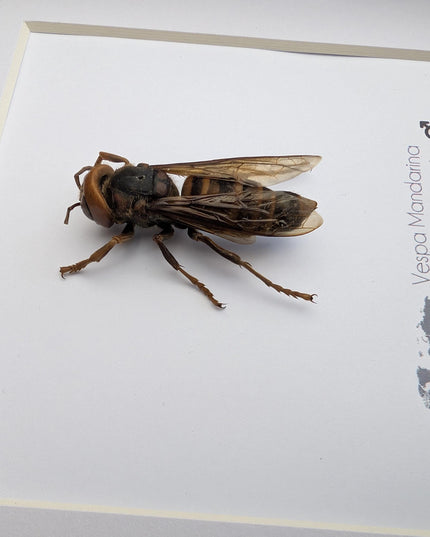 Framed asian giant hornet specimen: ethically sourced entomology wall decor