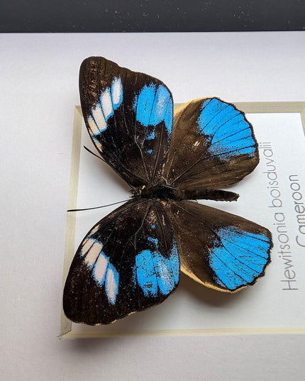 Framed african blue tiger butterfly - hewitsonia boisduvalii - entomology art