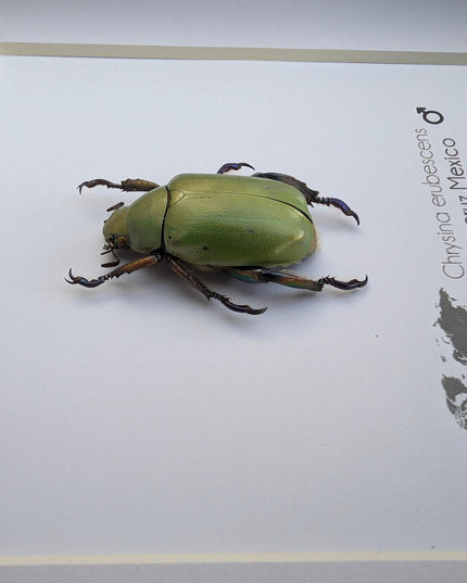 Framed Chrysina erubescens Beetle Specimen, Taxidermy Entomology Decor