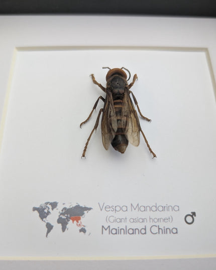 Framed asian giant hornet specimen: ethically sourced entomology wall decor