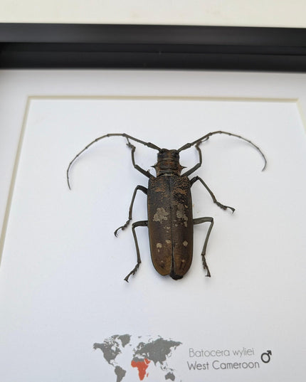 Framed batocera wayliei longhorn beetle display: nature wall art