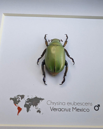 Framed Chrysina erubescens Beetle Specimen, Taxidermy Entomology Decor