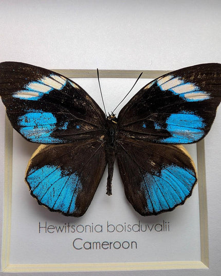 Framed african blue tiger butterfly - hewitsonia boisduvalii - entomology art