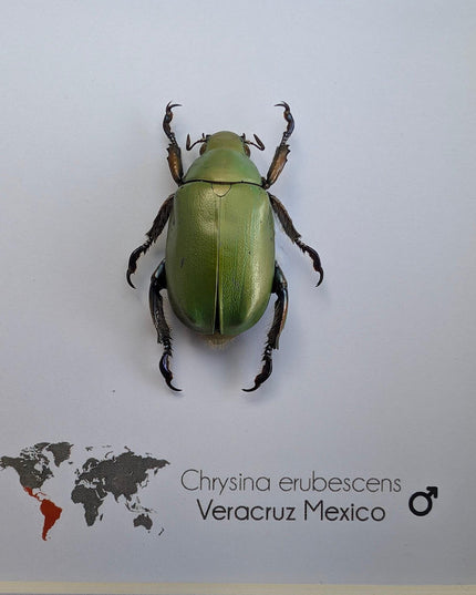 Framed Chrysina erubescens Beetle Specimen, Taxidermy Entomology Decor