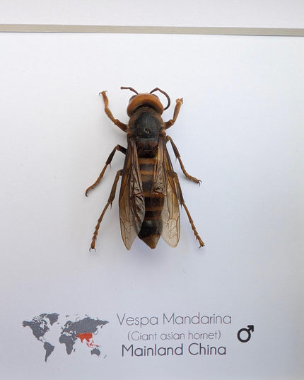 Framed asian giant hornet specimen: ethically sourced entomology wall decor