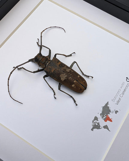 Framed batocera wayliei longhorn beetle display: nature wall art