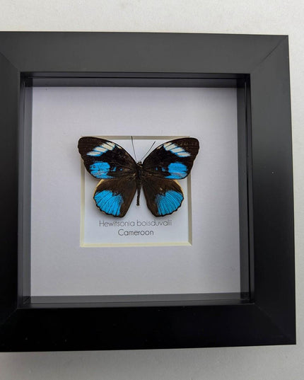 Framed african blue tiger butterfly - hewitsonia boisduvalii - entomology art