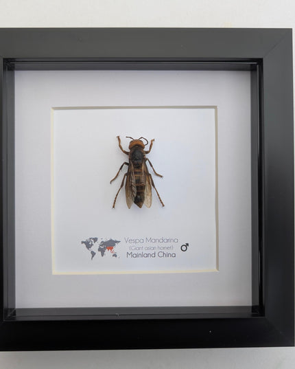 Framed asian giant hornet specimen: ethically sourced entomology wall decor