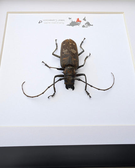Framed batocera wayliei longhorn beetle display: nature wall art