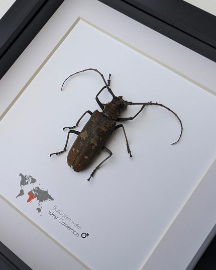 Framed batocera wayliei longhorn beetle display: nature wall art