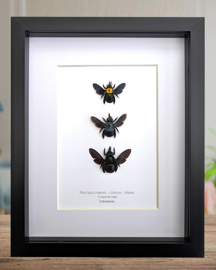 Framed Carpenter Bee Taxidermy Set – Ethically Sourced Entomology Gift (8x10)
