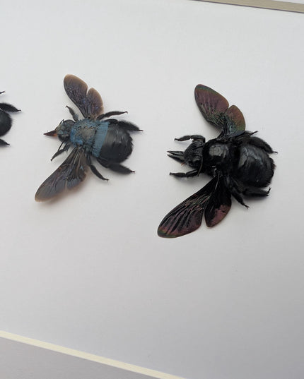 Framed Carpenter Bee Taxidermy Set – Ethically Sourced Entomology Gift (8x10)