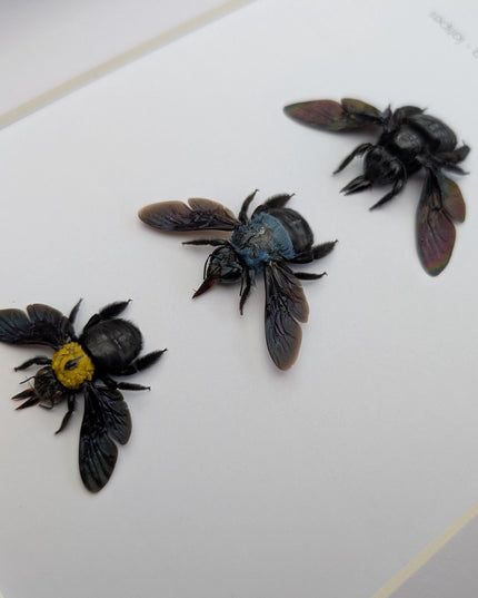 Framed Carpenter Bee Taxidermy Set – Ethically Sourced Entomology Gift (8x10)
