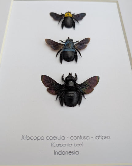 Framed Carpenter Bee Taxidermy Set – Ethically Sourced Entomology Gift (8x10)