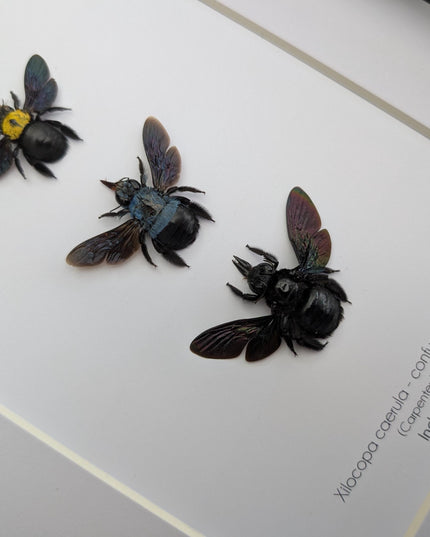 Framed Carpenter Bee Taxidermy Set – Ethically Sourced Entomology Gift (8x10)