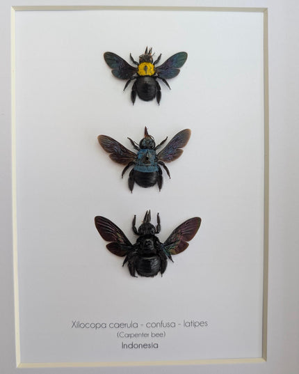 Framed Carpenter Bee Taxidermy Set – Ethically Sourced Entomology Gift (8x10)