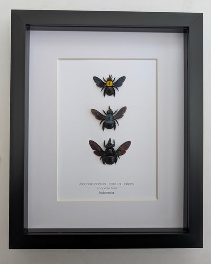 Framed Carpenter Bee Taxidermy Set – Ethically Sourced Entomology Gift (8x10)