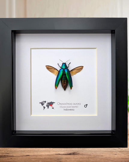 Framed Aurora Jewel Beetle, Ethically Sourced Taxidermy Insect, 6x6