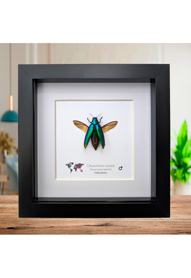 Framed Aurora Jewel Beetle, Ethically Sourced Taxidermy Insect, 6x6