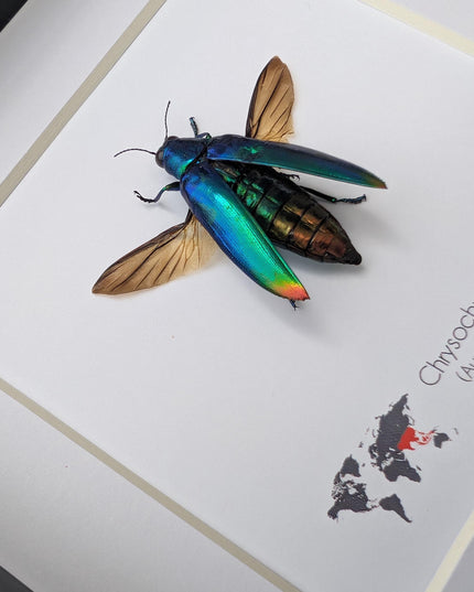 Framed Aurora Jewel Beetle, Ethically Sourced Taxidermy Insect, 6x6