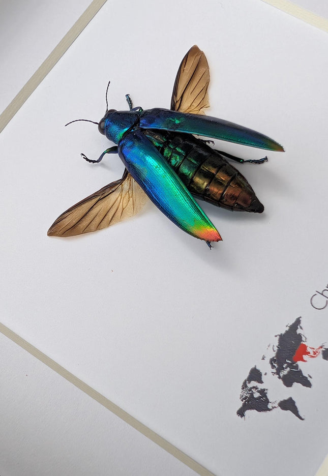 Framed Aurora Jewel Beetle, Ethically Sourced Taxidermy Insect, 6x6