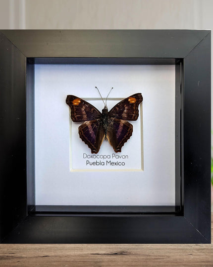 Framed Doxocopa Pavon Butterfly Taxidermy, Entomology Wall Art