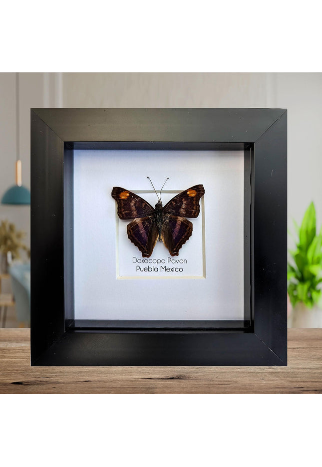 Framed Doxocopa Pavon Butterfly Taxidermy, Entomology Wall Art