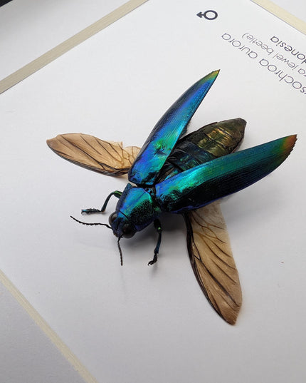 Framed Aurora Jewel Beetle, Ethically Sourced Taxidermy Insect, 6x6
