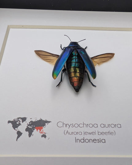Framed Aurora Jewel Beetle, Ethically Sourced Taxidermy Insect, 6x6