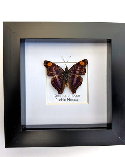 Framed Doxocopa Pavon Butterfly Taxidermy, Entomology Wall Art