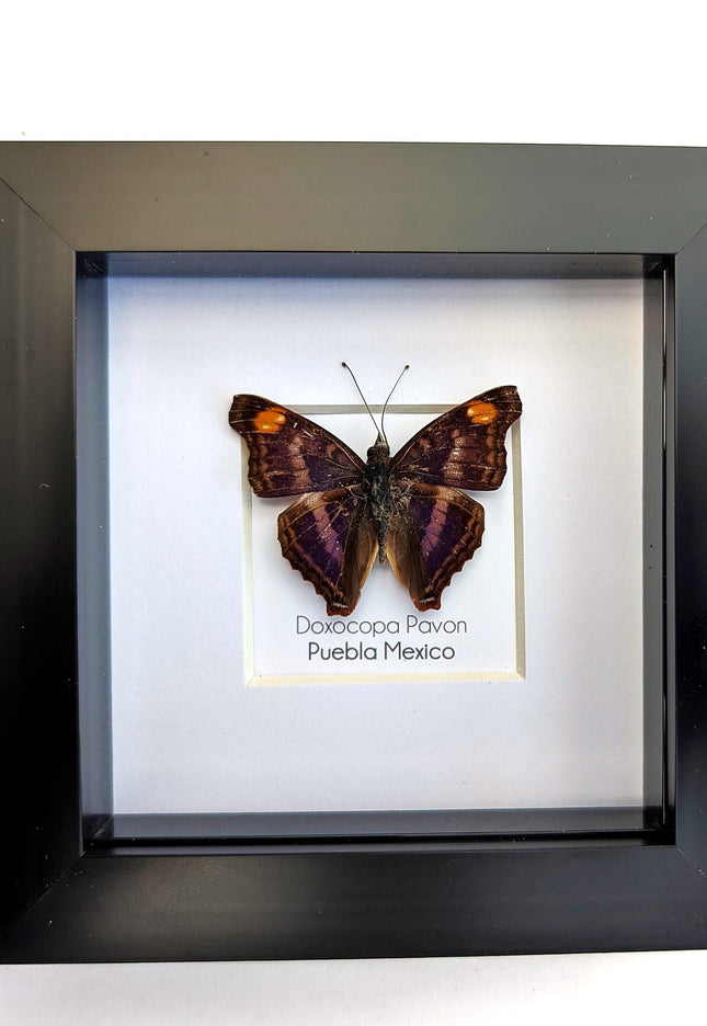 Framed Doxocopa Pavon Butterfly Taxidermy, Entomology Wall Art