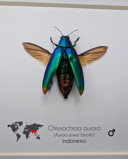 Framed Aurora Jewel Beetle, Ethically Sourced Taxidermy Insect, 6x6
