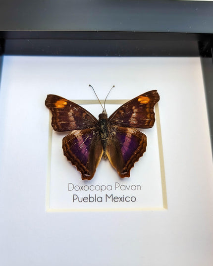 Framed Doxocopa Pavon Butterfly Taxidermy, Entomology Wall Art