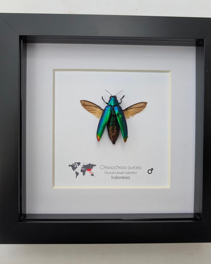 Framed Aurora Jewel Beetle, Ethically Sourced Taxidermy Insect, 6x6