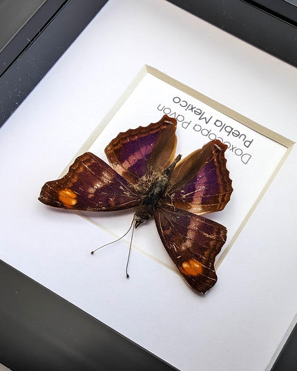 Framed Doxocopa Pavon Butterfly Taxidermy, Entomology Wall Art